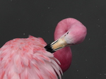 Cropped picture of pink flamingo preening feathers on wing